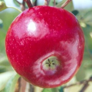 Dandee Red