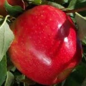 Firestorm Honeycrisp
