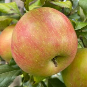 Honeycrisp