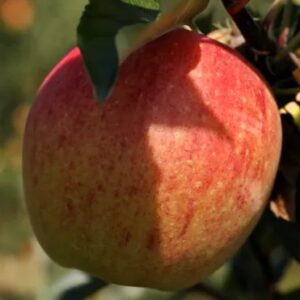 Premier Honeycrisp