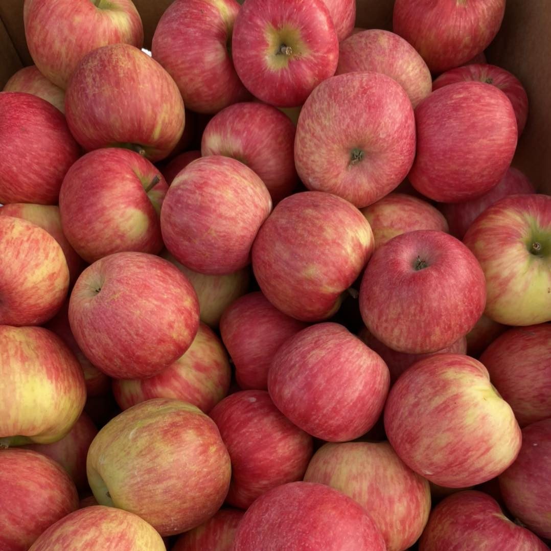 new-orchard-apples
